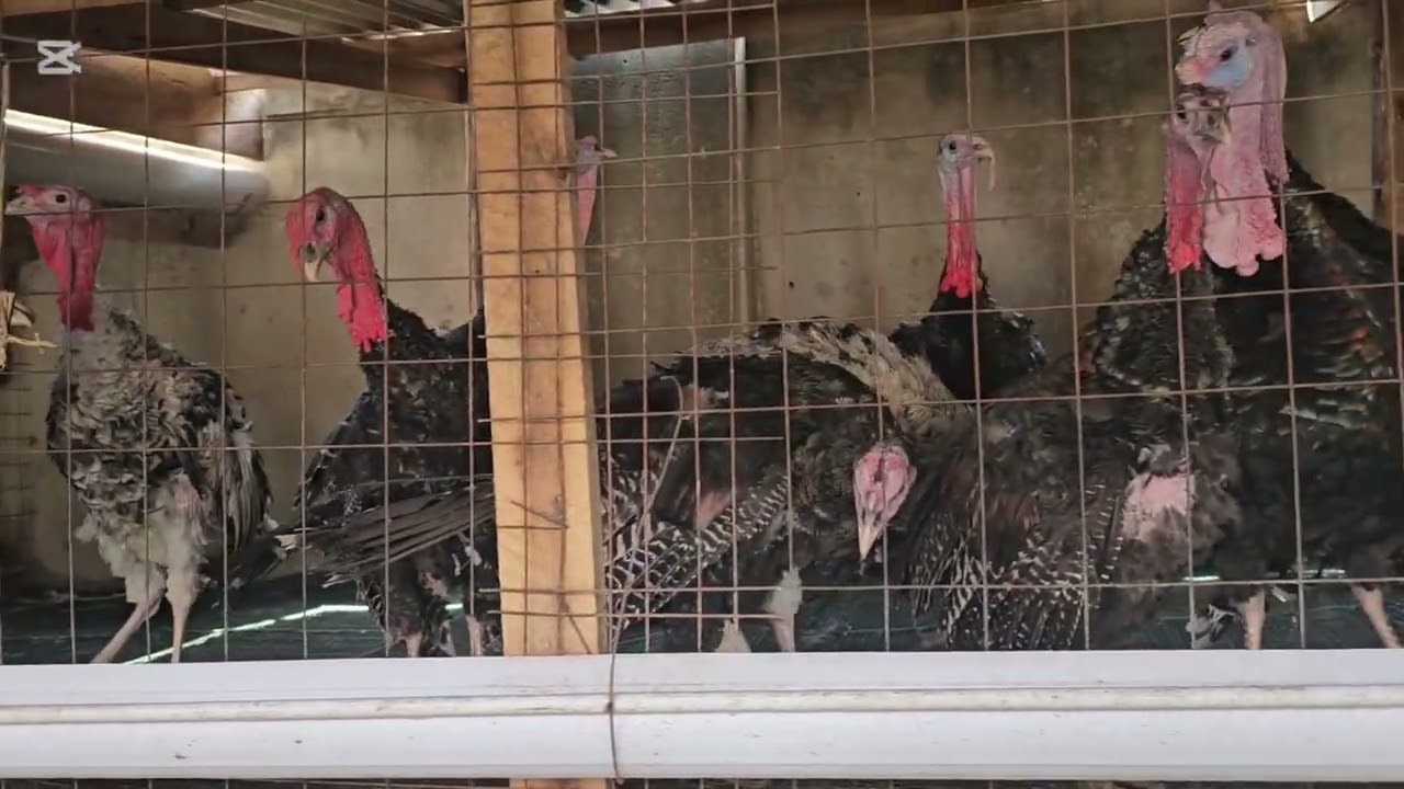 RASING TURKEYS ORGANICALLY  WITH Ginger,turmeric and Garlic  No vaccination!!!