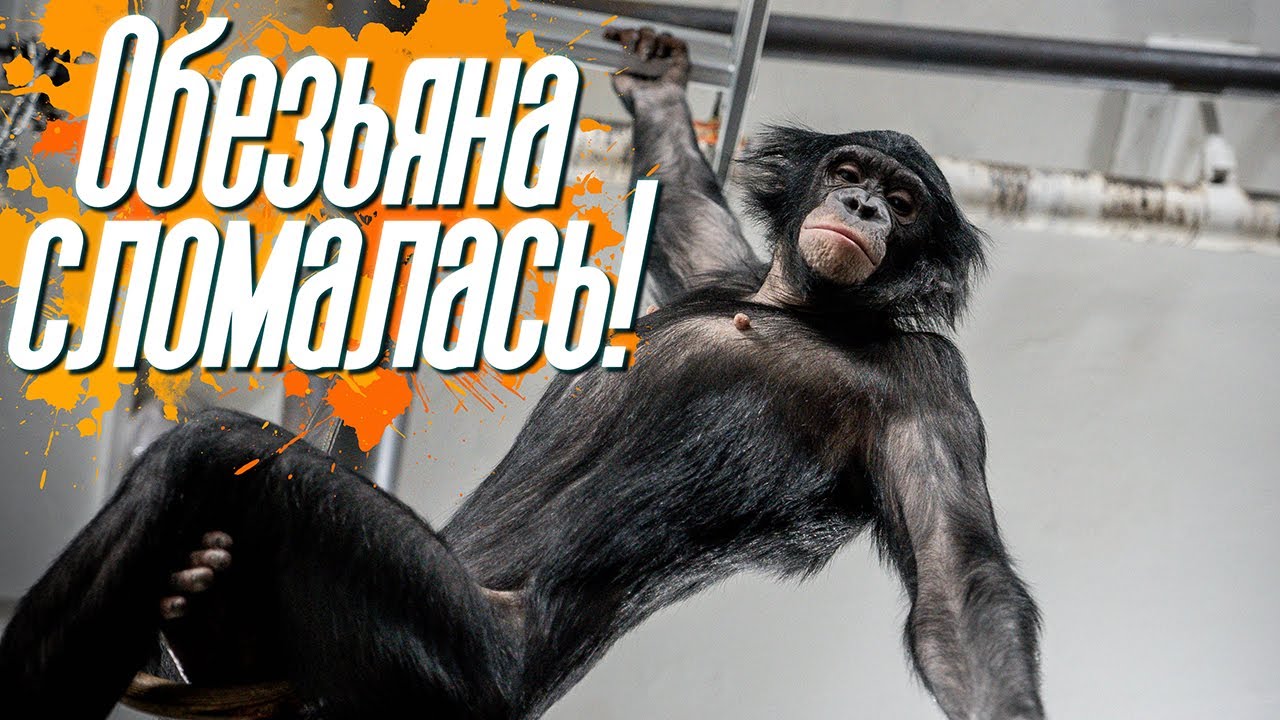 СЛОМАЛАСЬ ОБЕЗЬЯНА БОНЯ! | Как шимпанзе переводит еду |  приколы 2021