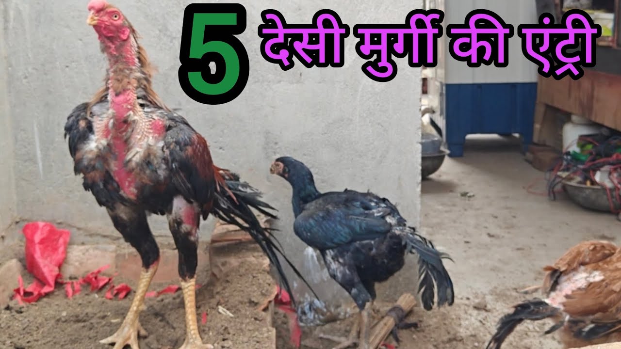 #5 New Desi Murgi Ki Entry