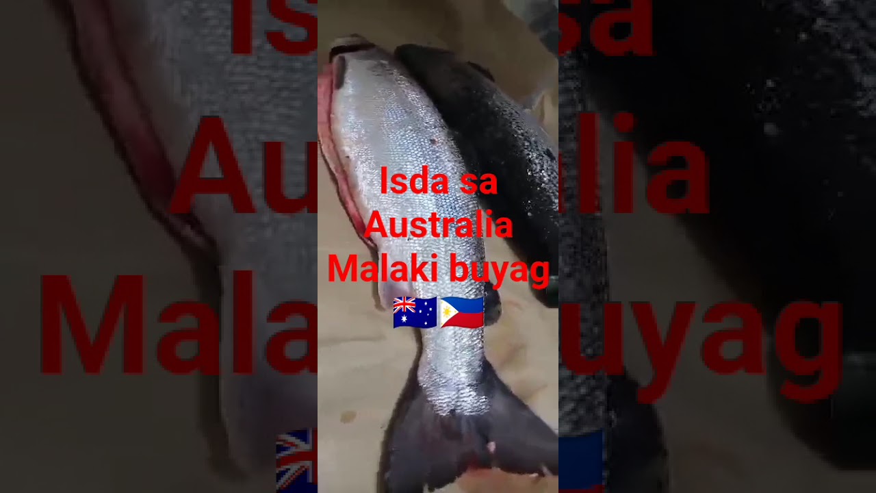 SUPER BIG FISH AT BURNIE TASMIA AUSTRALIA 🇦🇺🇵🇭