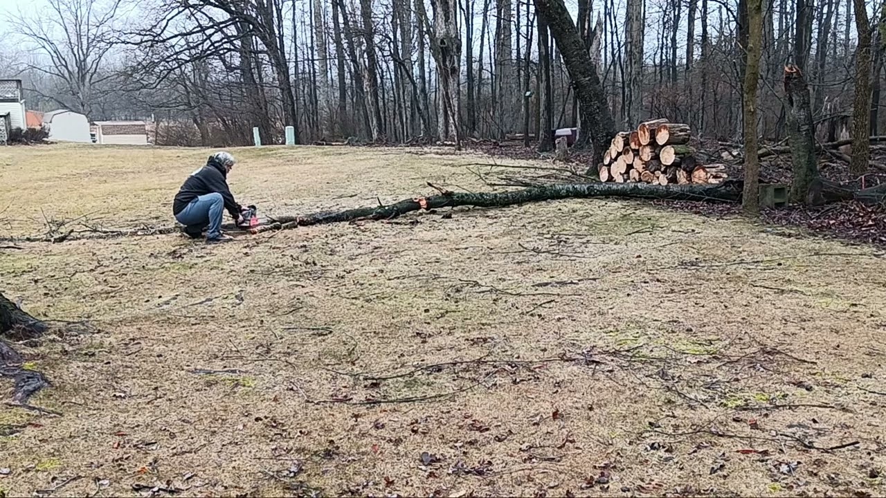 Cutting the tree that's laying in my neighbor's yard.For a week