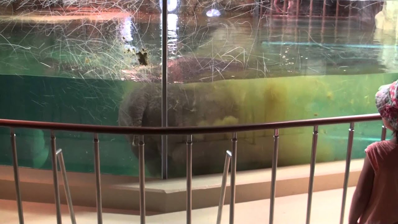 カバうんこ