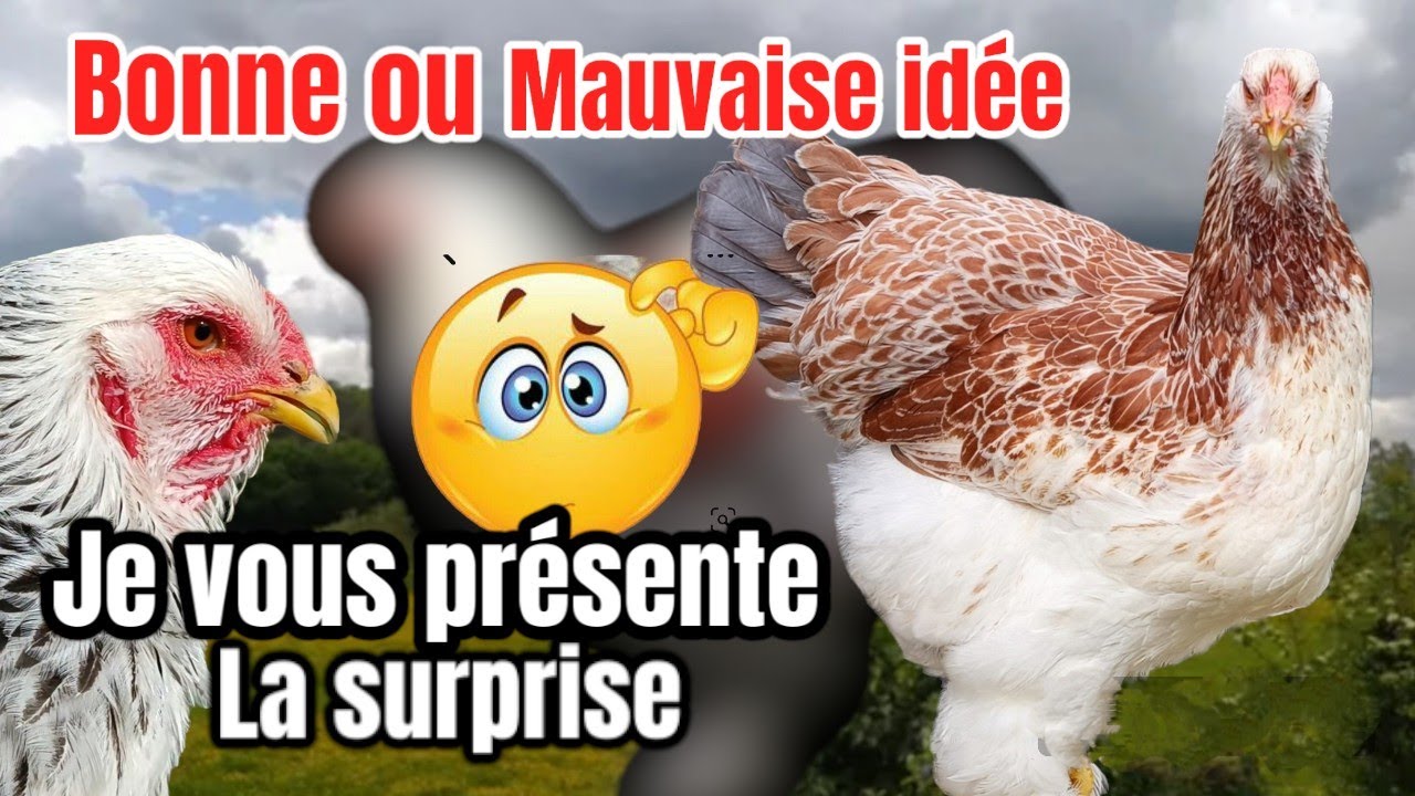 Poule brahma gr