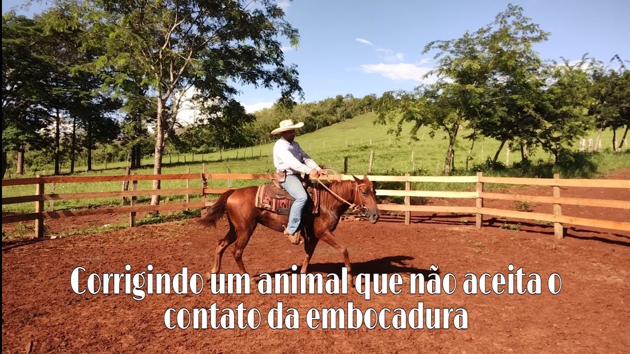 Como corrigir um animal que não aceita o contato da embocadura