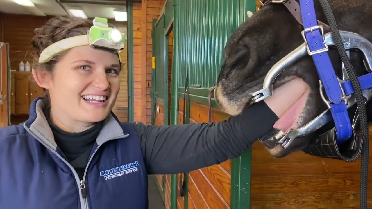 Percheron Draft Horse - Teeth Floating