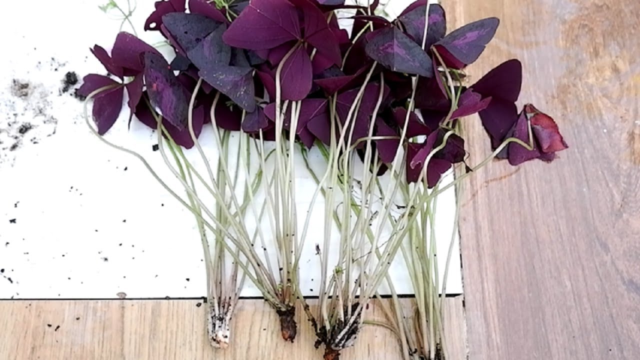 How to Divide and Propagate Oxalis Triangularis + Care Tips (Purple Shamrock )