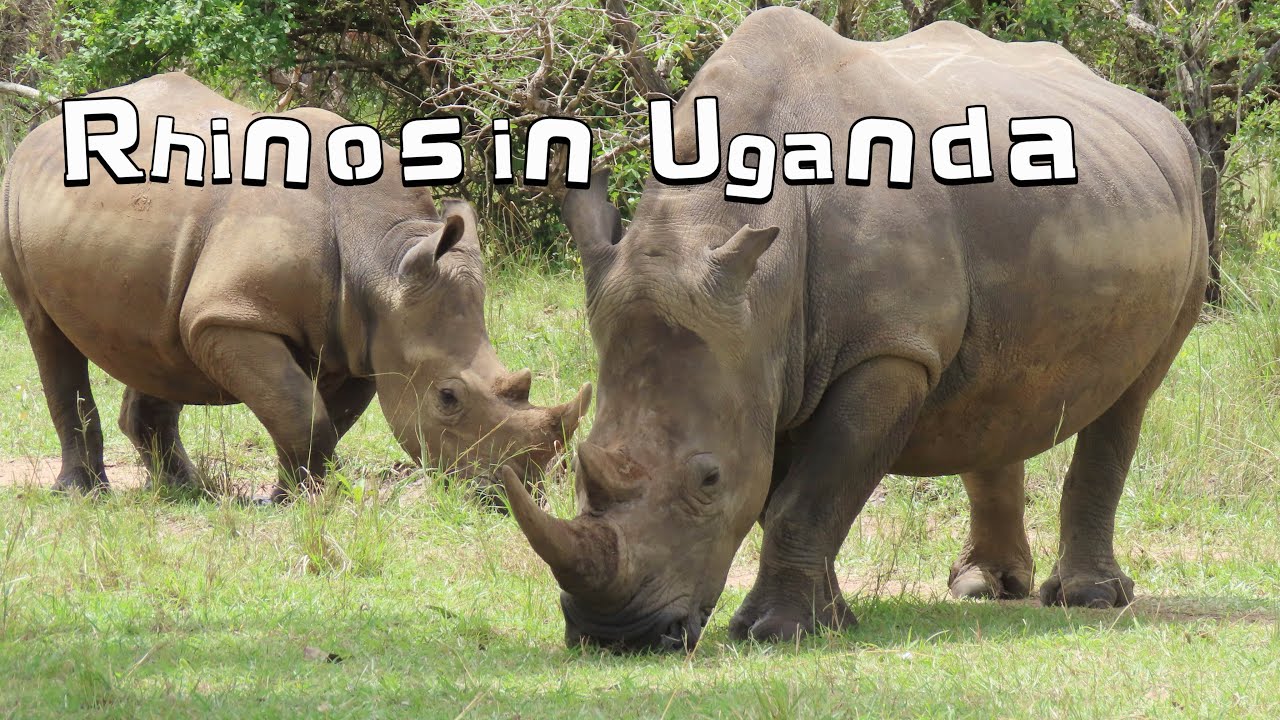 Ziwa Rhino Sanctuary, Uganda