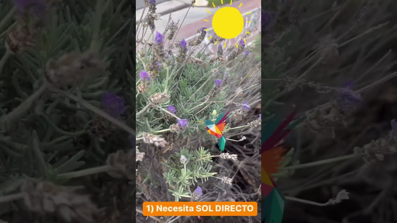 LAVANDA! Sus SECRETOS y CUIDADOS!