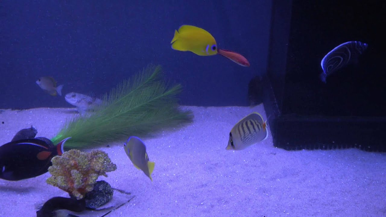 AquaVideoMag 20 les poissons d'eau de mer 1
