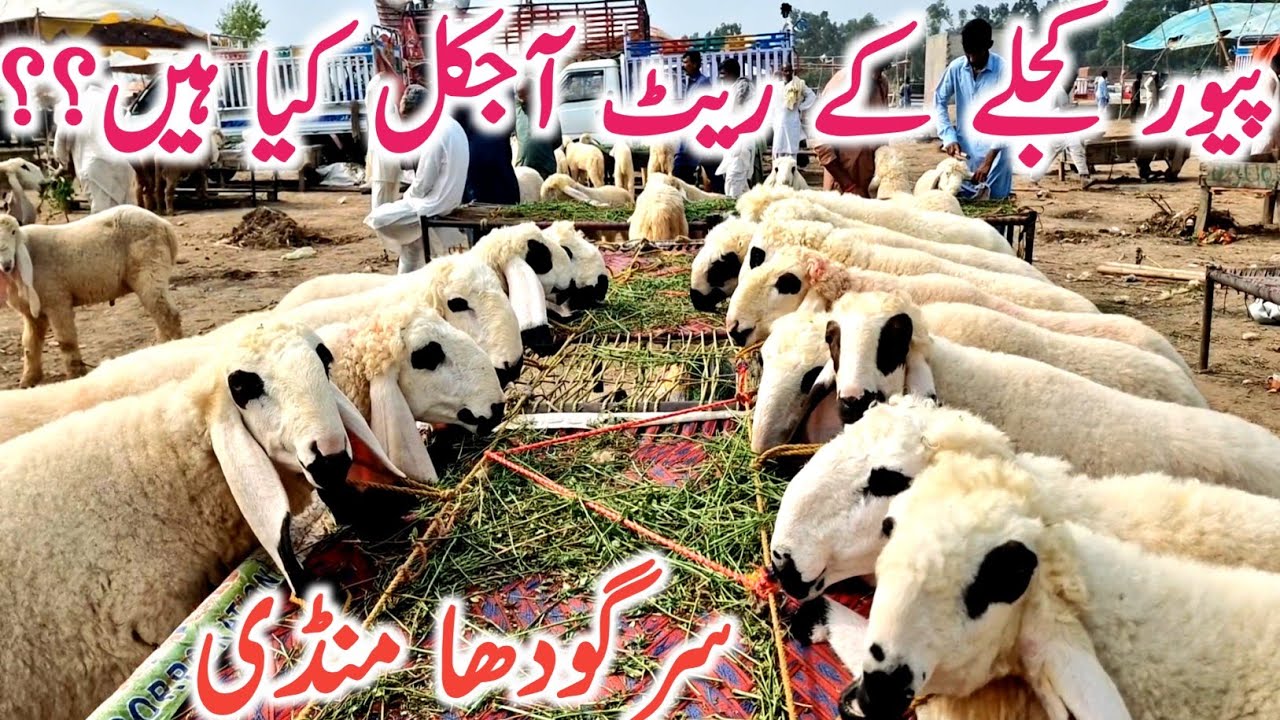 Sargodha K Pure Kajle Kakke Lele 5 Neshan Wale || Global Village Farming