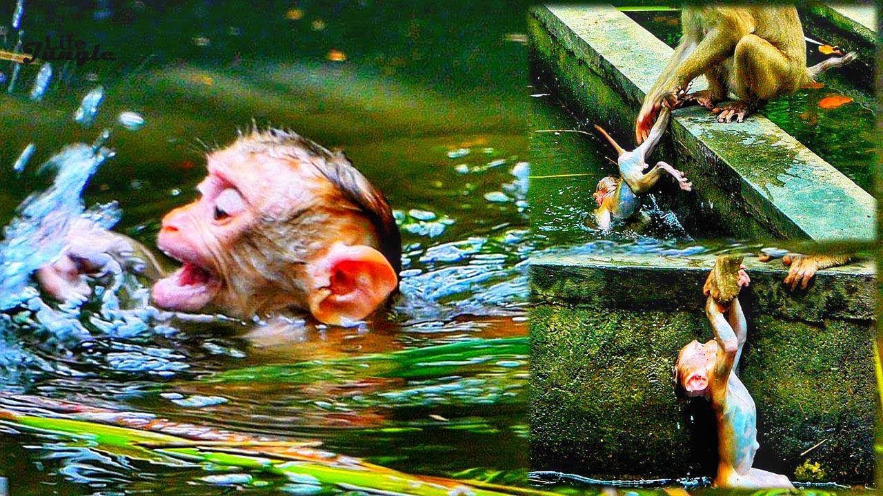 Jungle_Life