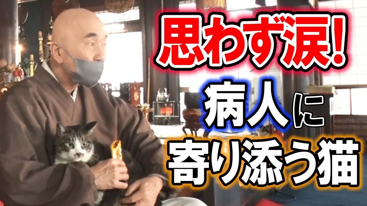 感動！鳴き声を忘れた猫【ねこ自慢】