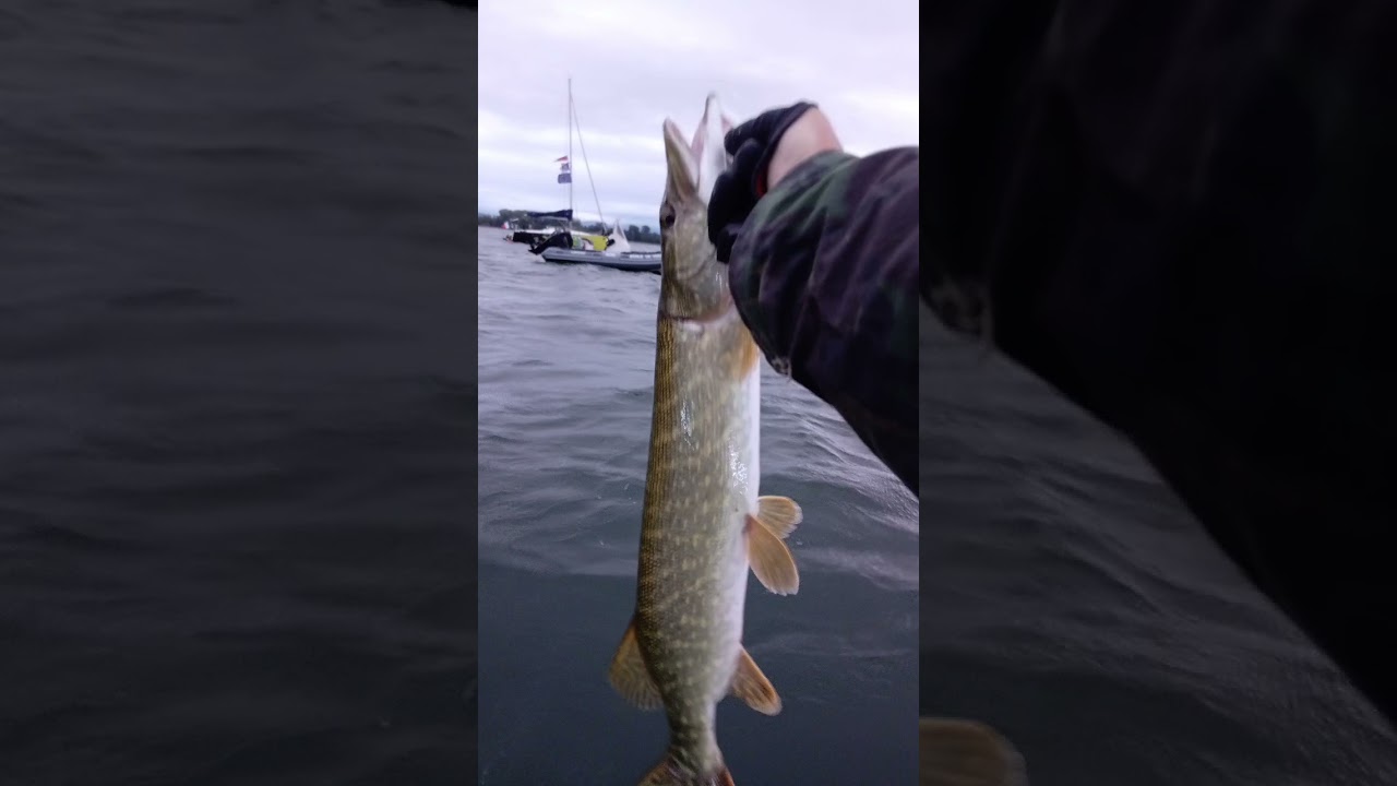 pêche multi espèces 