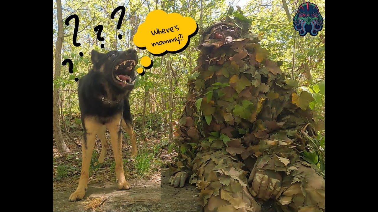 STALKER Alder Leaf Suit- German Shepherd can’t find Ghillie sniper