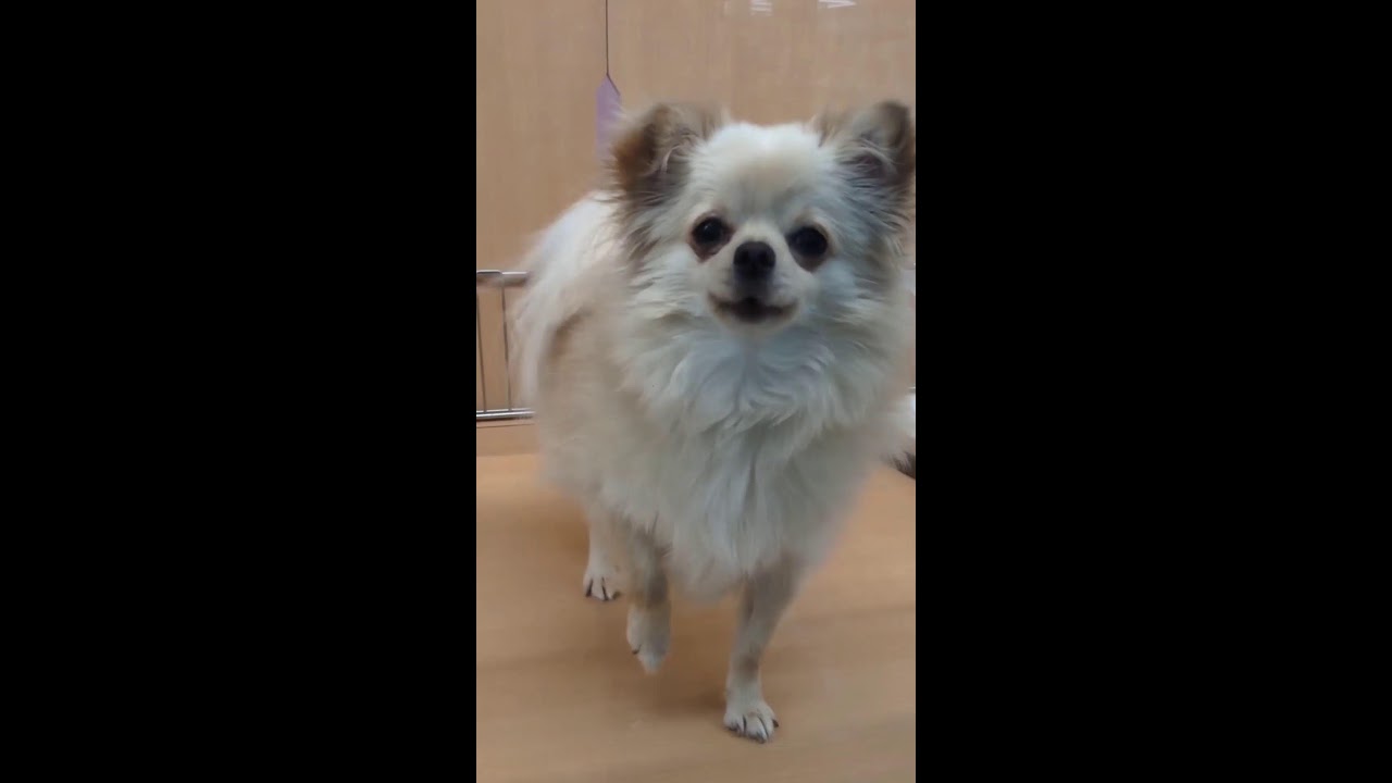 LOVELY CHIHUAHUA