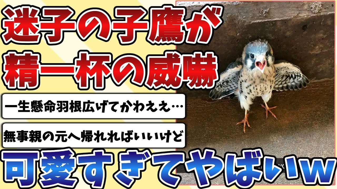 【2ch動物スレ】親とはぐれて迷子になってしまった子供の『タカ』の精一杯威嚇が可愛すぎてやばいｗｗｗ