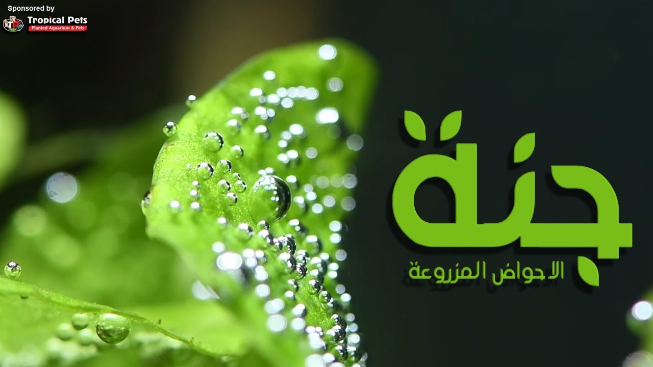 جنة الاحواض المزروعة