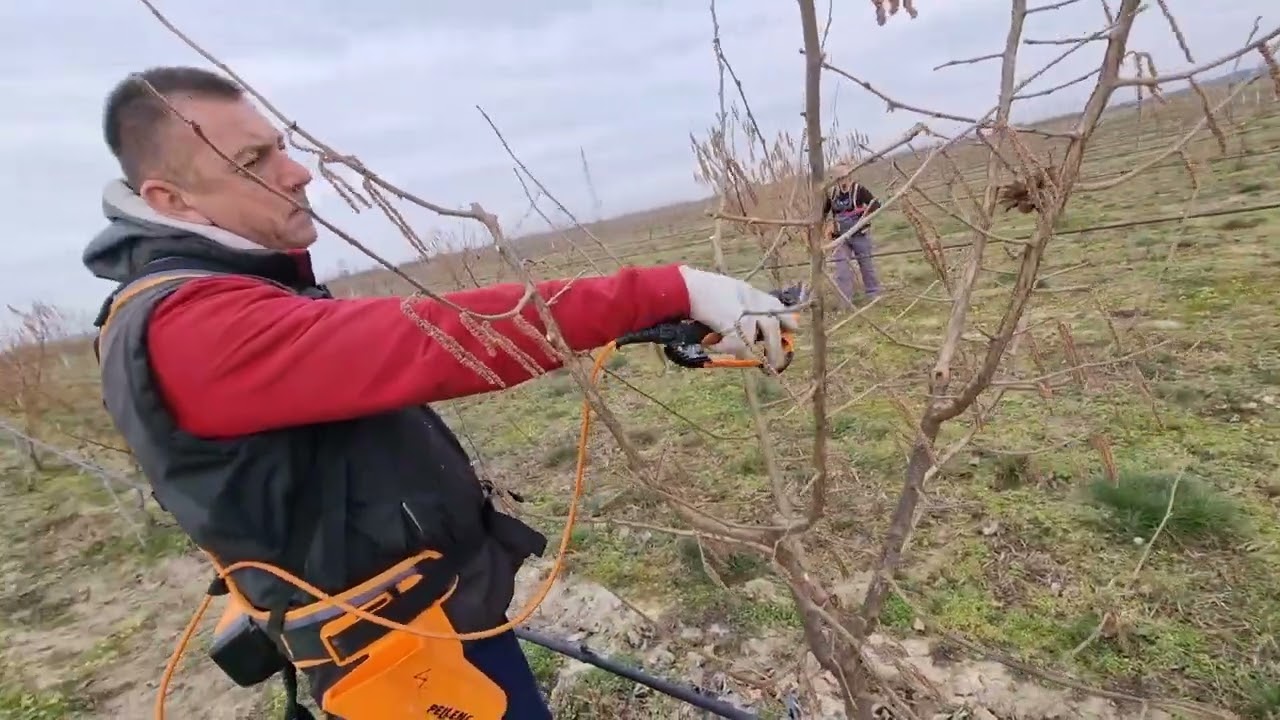 Edukacija, uživo,rezidba lešnika,zbunasta,stubasta forma,formiranje uzgojnog oblika,hazelnut pruning