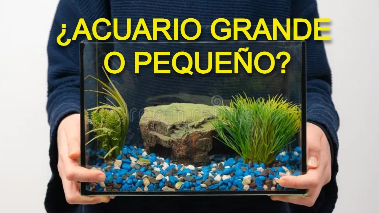 Cuando es mejor un acuario grande o pequeño