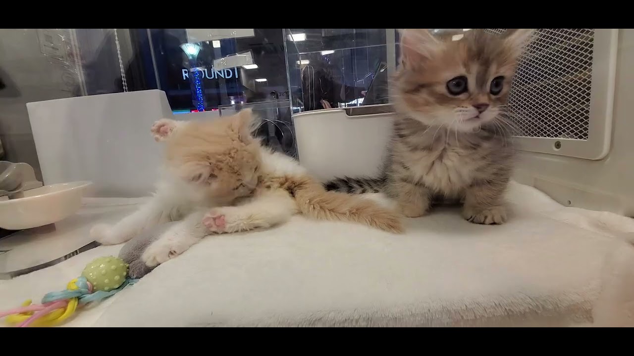 2026年1月23日 子猫の激しいニャンプロ