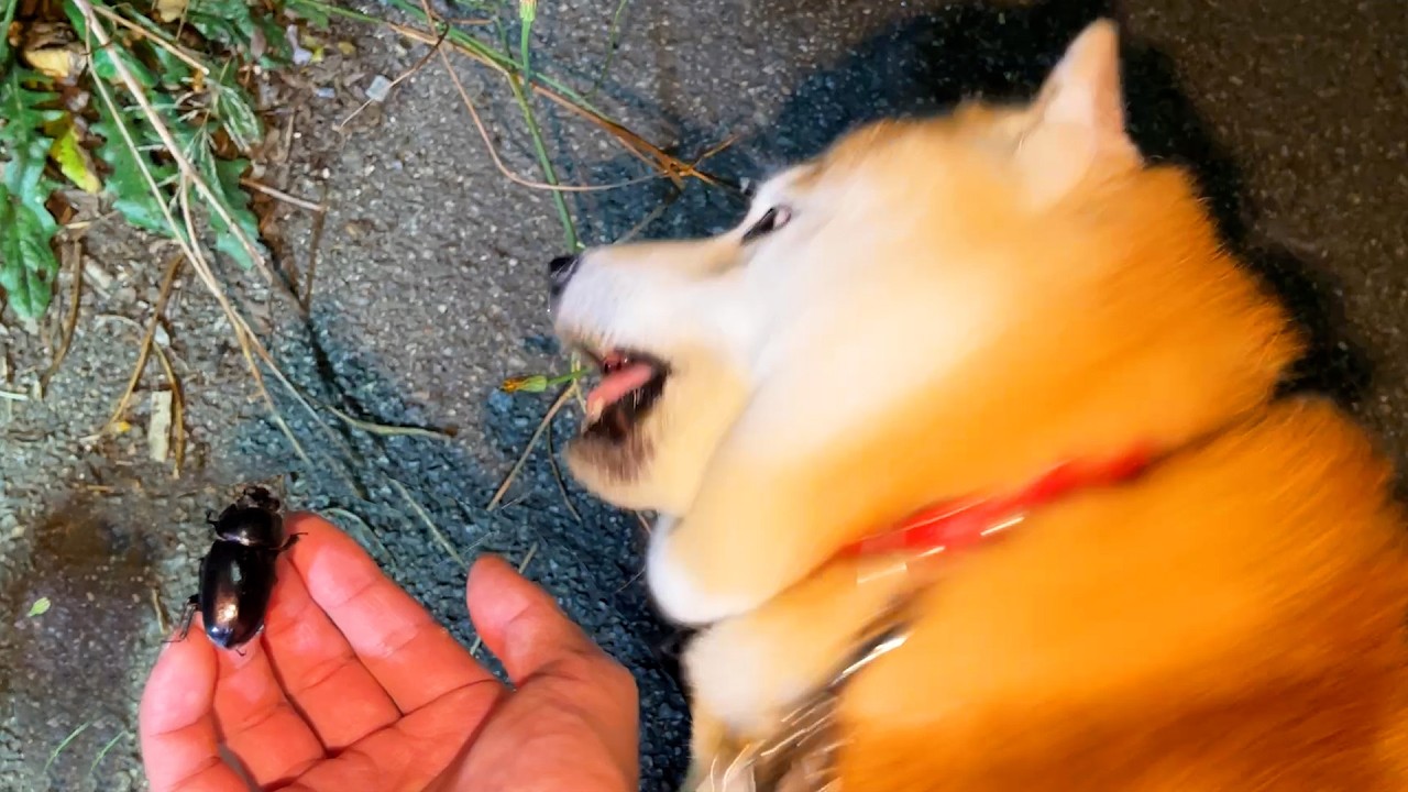 Shibe bravely greets the little stag beetle, but is startled when it acts a little intimidating.