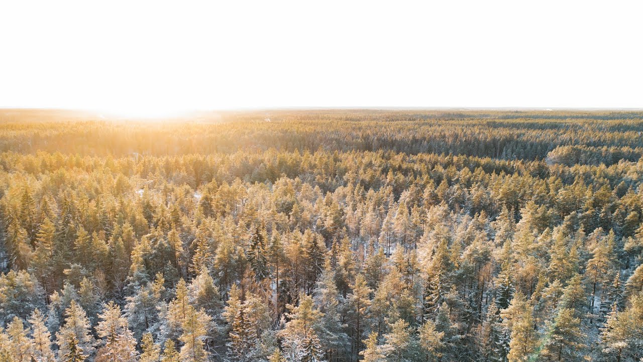 Winter Trekking In Finland | SONY A7IV TEST | Snowy Forest