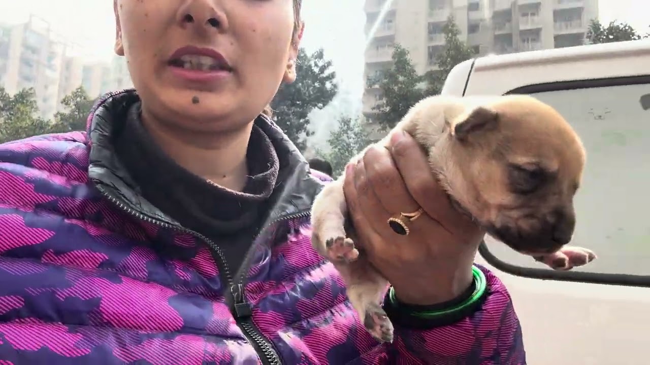 Dr. Ke mna krne par bhi Himshi nahi mani !