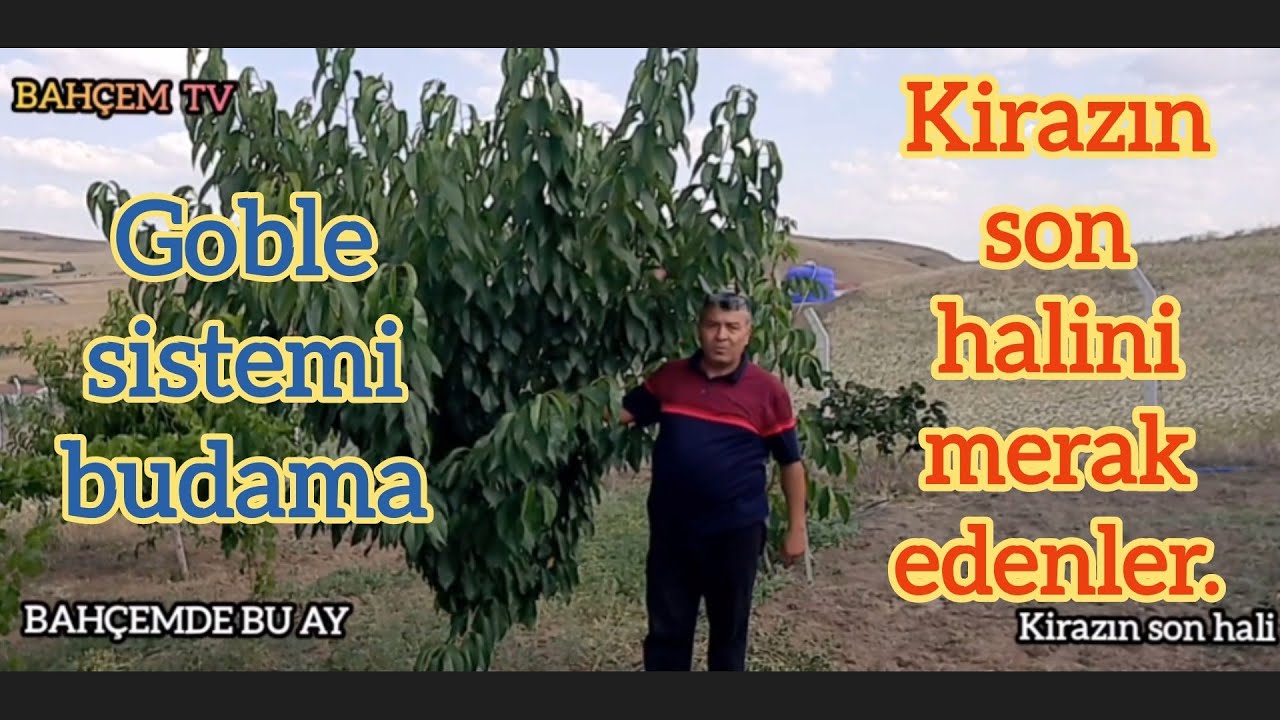 Kiraz budama. goble sistemi. budanmış kirazın Temmuzdaki durumu. BAHÇEM TV