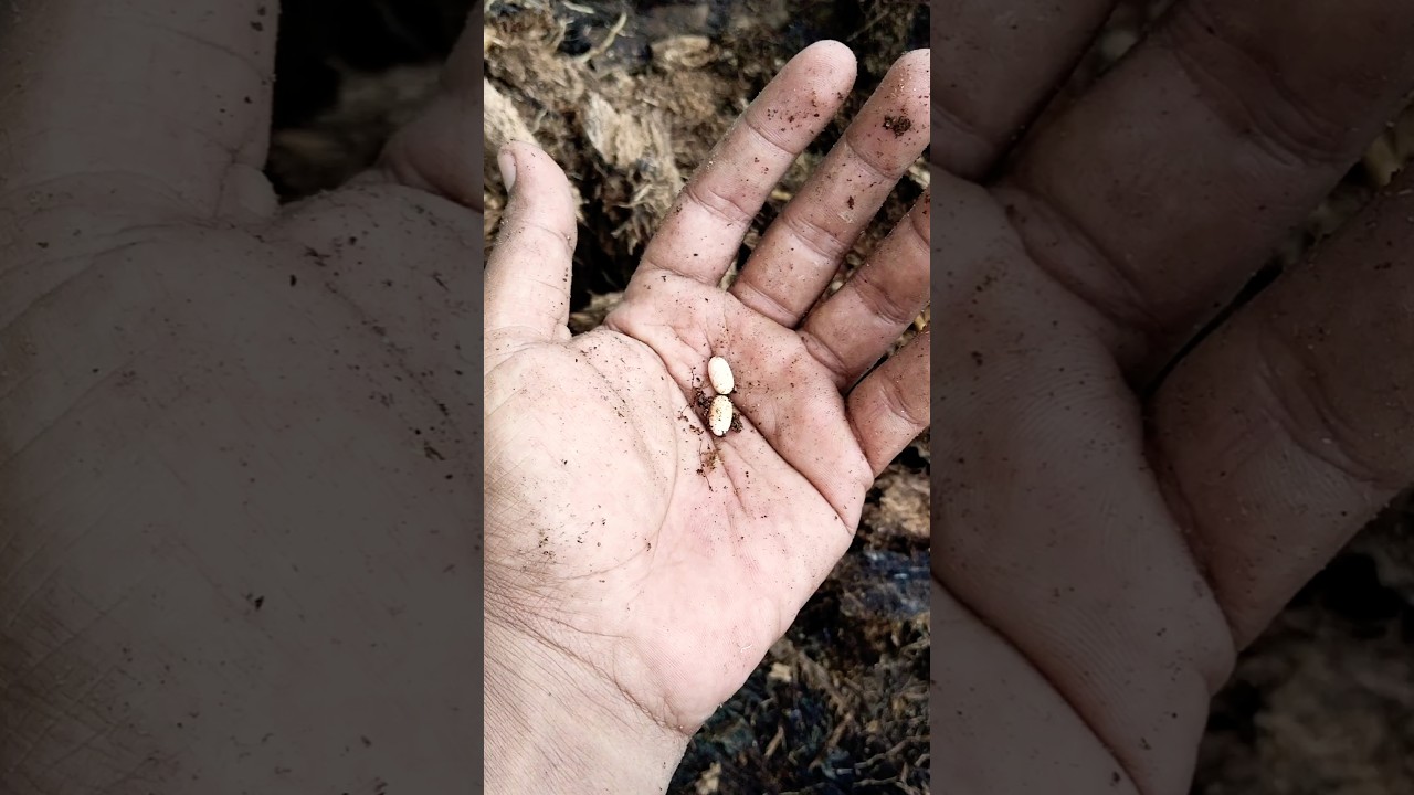 take one, i have a lot of beetle larvae 