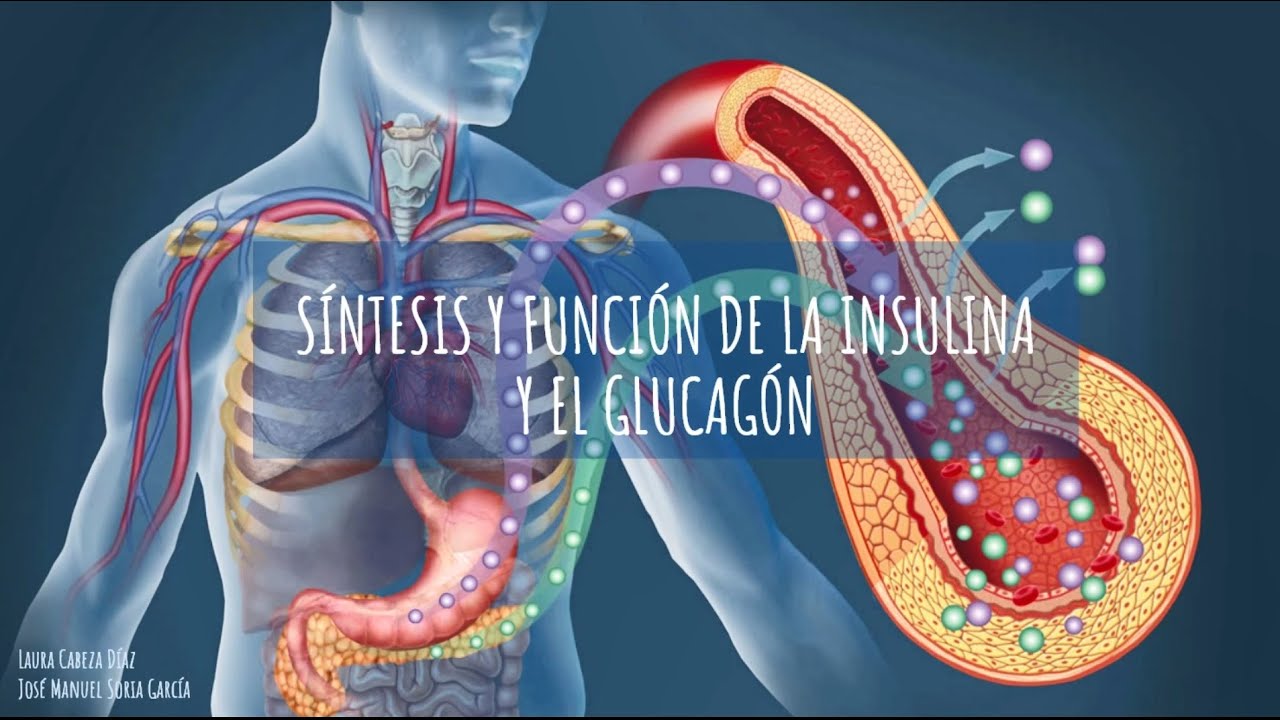 Insulina y Glucagón