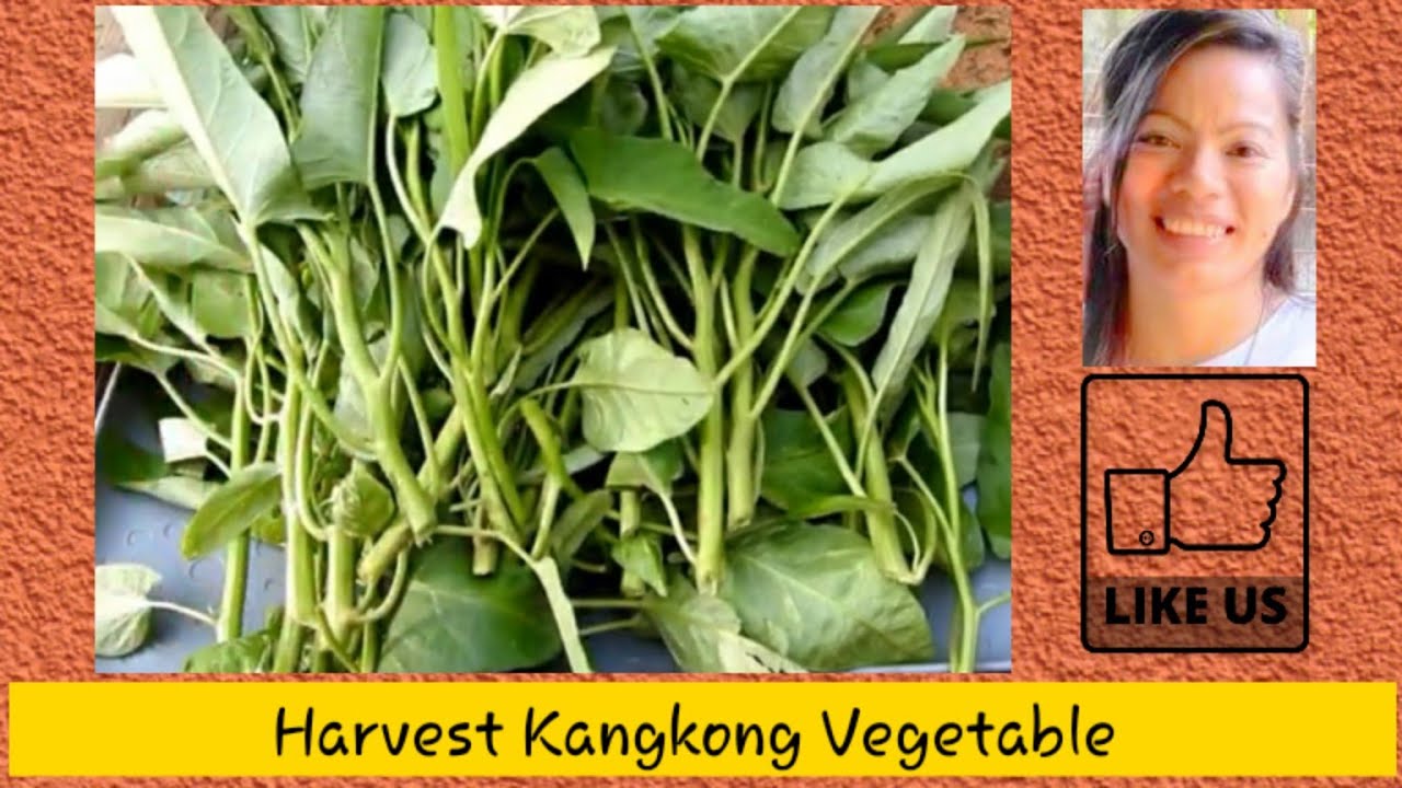 Harvest Kangkong Vegetable or Water Spinach