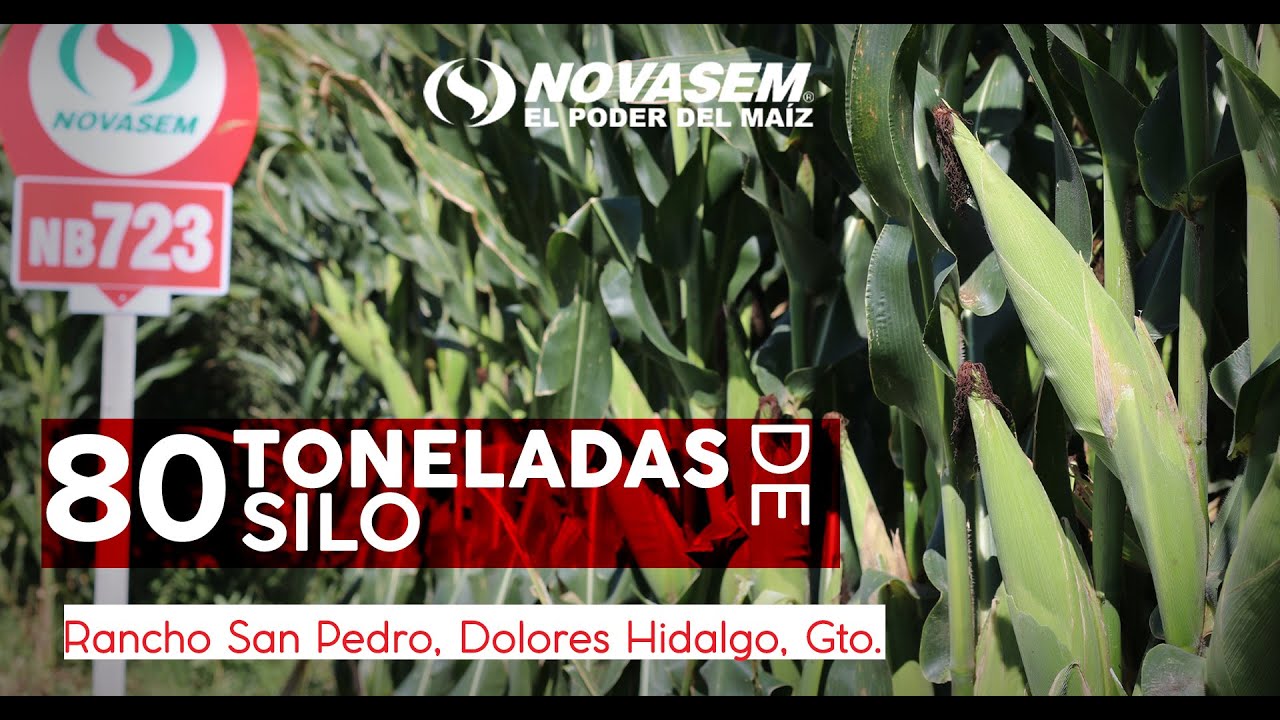 Perspectivas de ¡80 toneladas de silo de maíz!