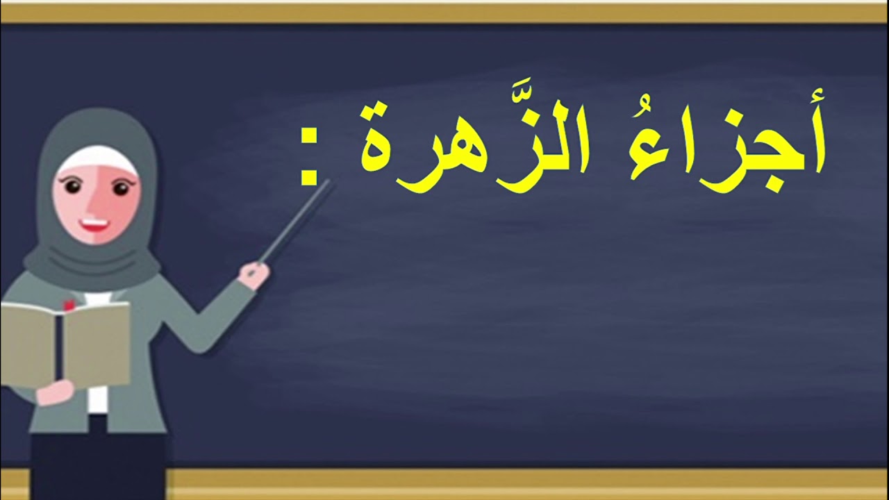 الصف الثالث / العلوم : الزَّهرة