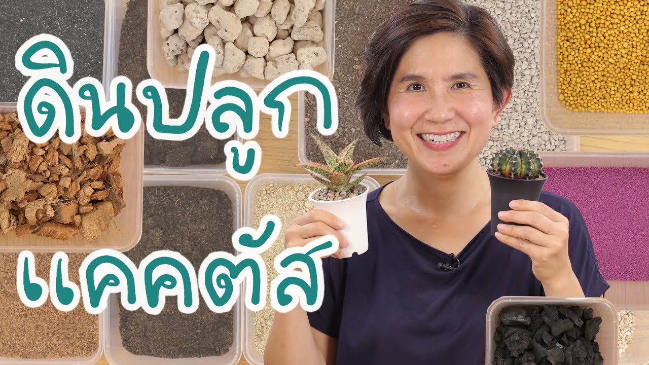 มือใหม่แคคตัส : ดินปลูกแคคตัส | Cactus Journey EP.82