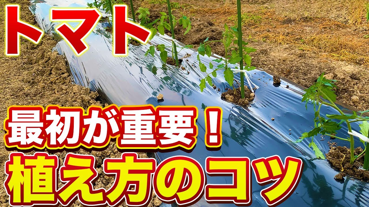 【トマト栽培】トマトの育て方は最初が重要！コレをやるだけで激的に差がつきます！
