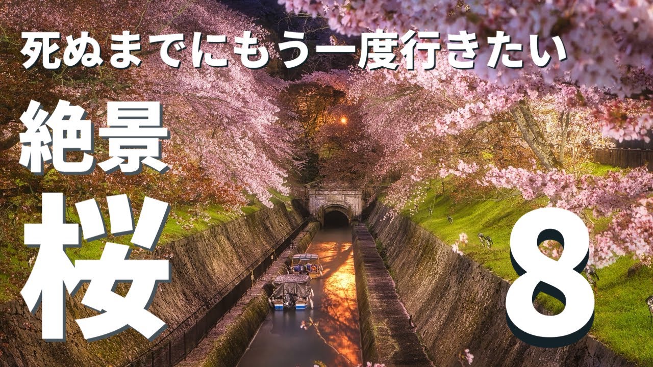 【桜絶景ランキング】関西の絶景桜スポット８選（2023年撮影分から厳選）