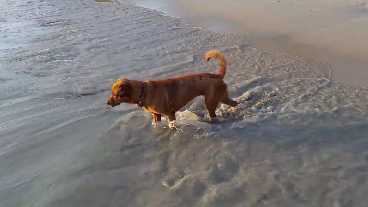 Cute Dog does Down Dog Yoga Pose on Kata Beach on Phuket Island, Thailand