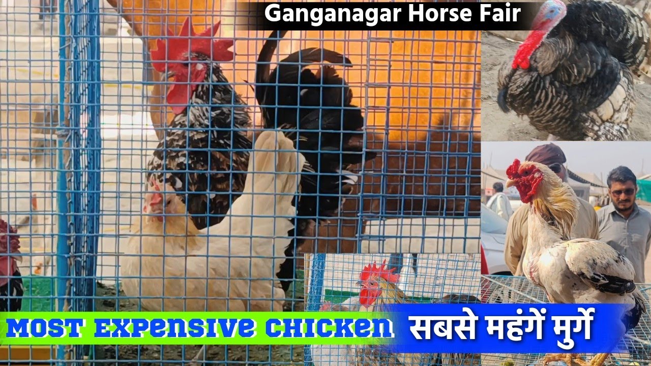 Ganganagar Horse Mela में आयी सबसे महंगी मुर्गी  Most Expensive Chicken In The World
