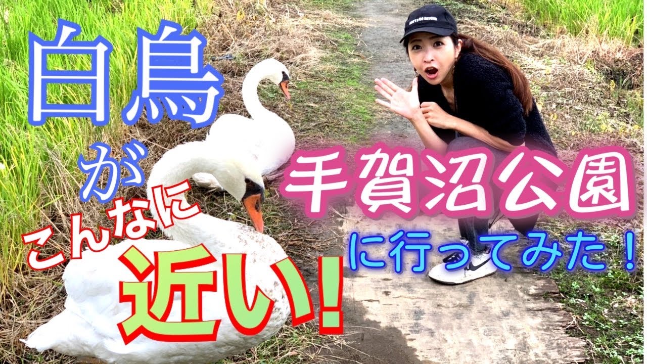野生の白鳥がこんなに近い！【手賀沼公園】に行ってみた！