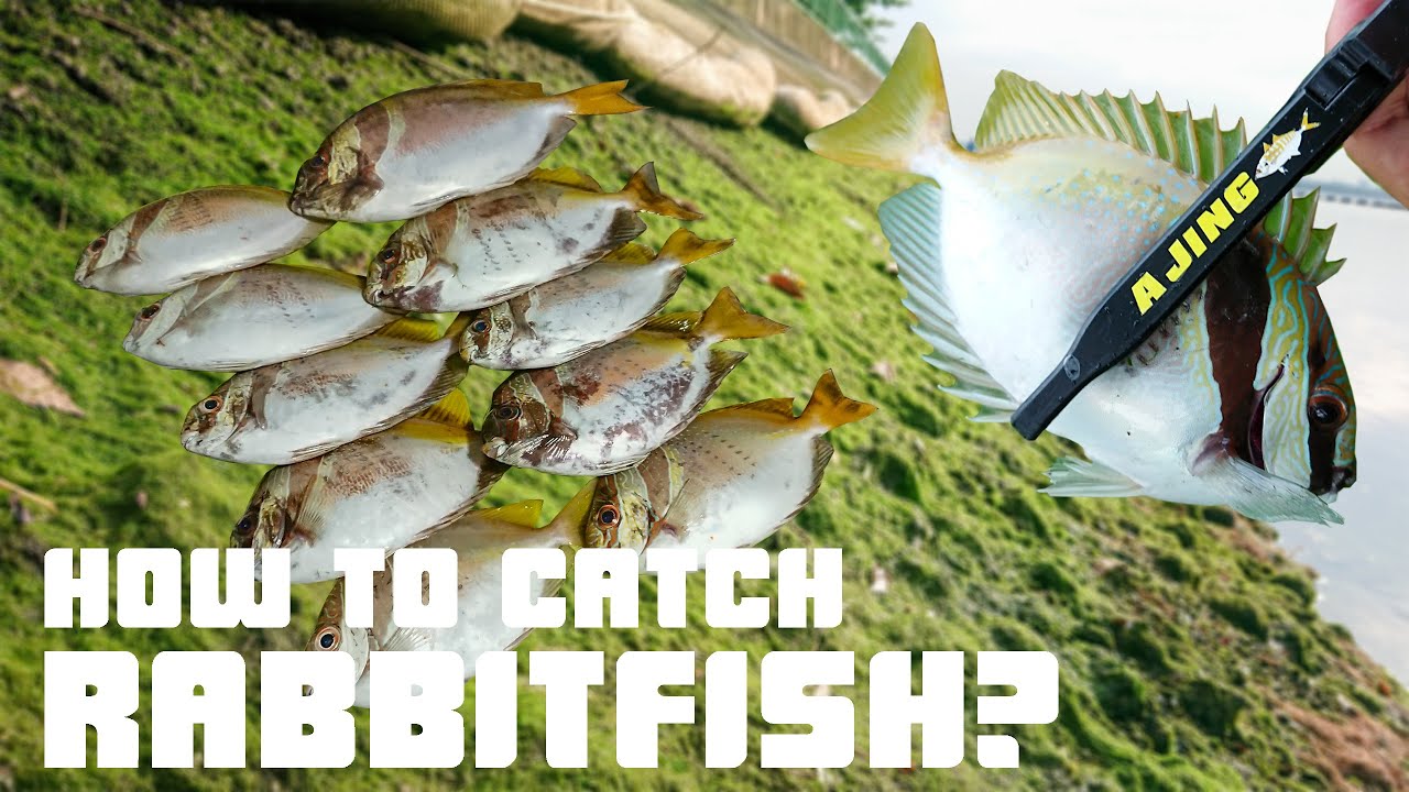 How to Catch Rabbitfish | Marina South Pier Fishing | Singapore Fishing