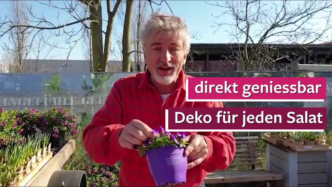 Essbare Hornveilchen