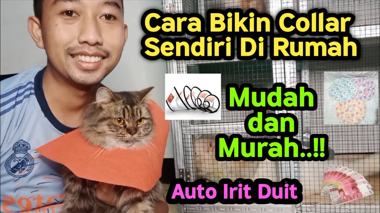Cara Membuat Collar Kucing Mudah dan Murah !! AMAN Gak Takut Jilat Obat Di Badan