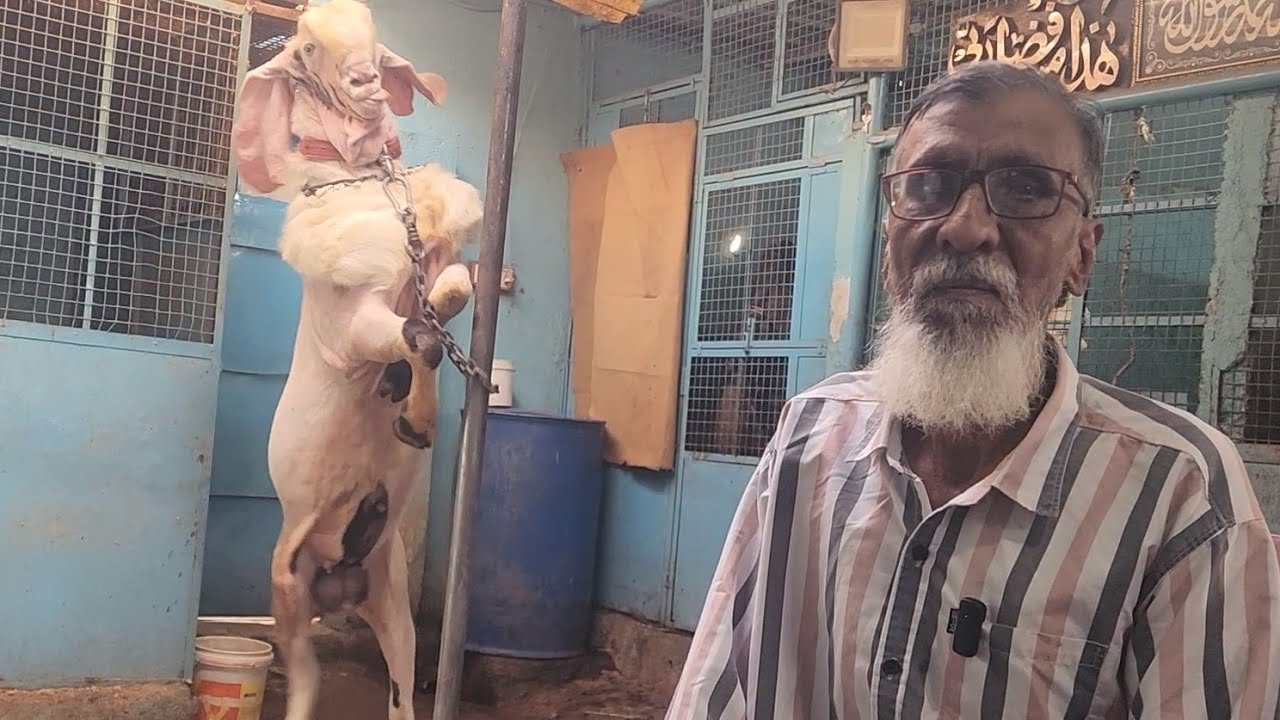 Jaffer Chacha Legend Hyderabadi Breeding Setup Update | India Ka Exclusive Hyderabadi Collection.
