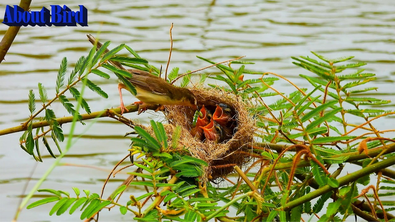 Wow amazing bird feed baby in nest 🪺 