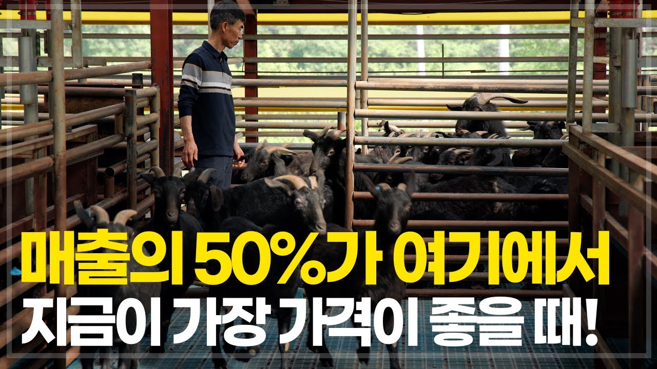 흑염소 농장 성공의 벽을 뛰어넘다, 직영 식당의 대박 스토리!