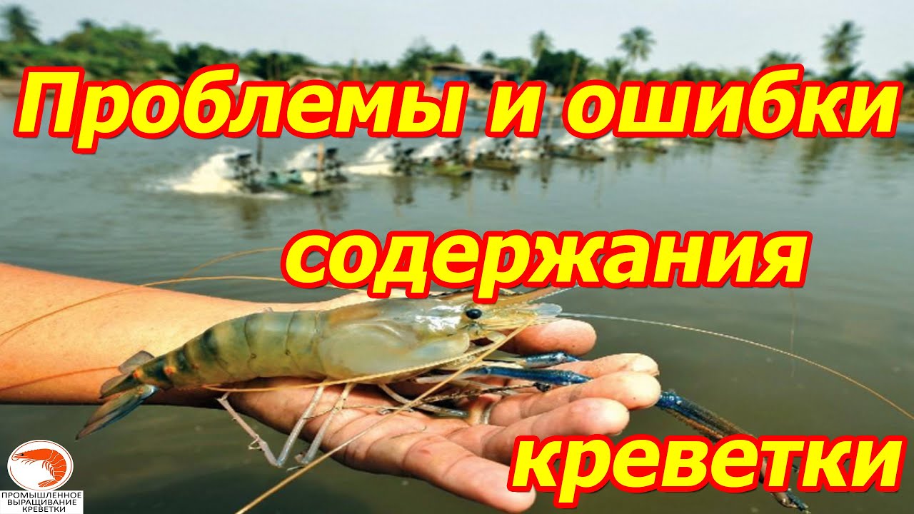 ТОП 5 основных проблем и ошибок с содержанием креветки  Розенберга