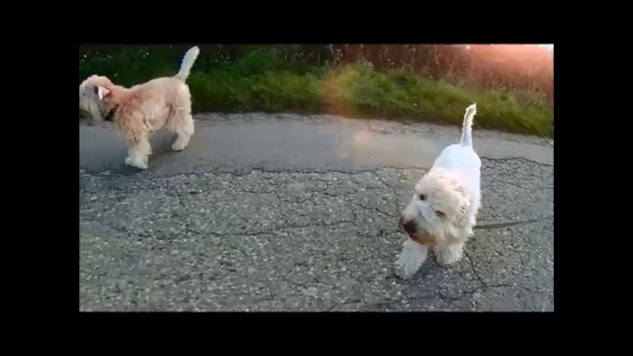 Irish Soft Coated Wheaten Terrier MADNESS #2
