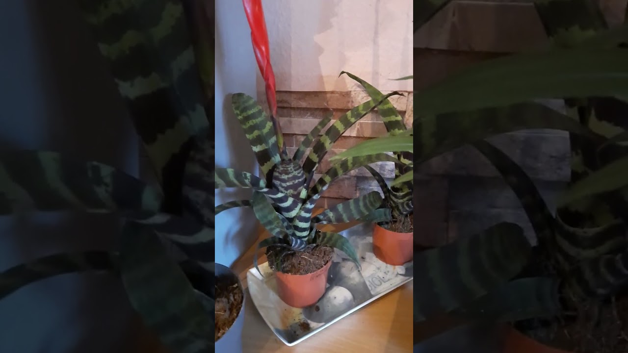 Miért mennek tönkre a szobanövényeim?  2.rész