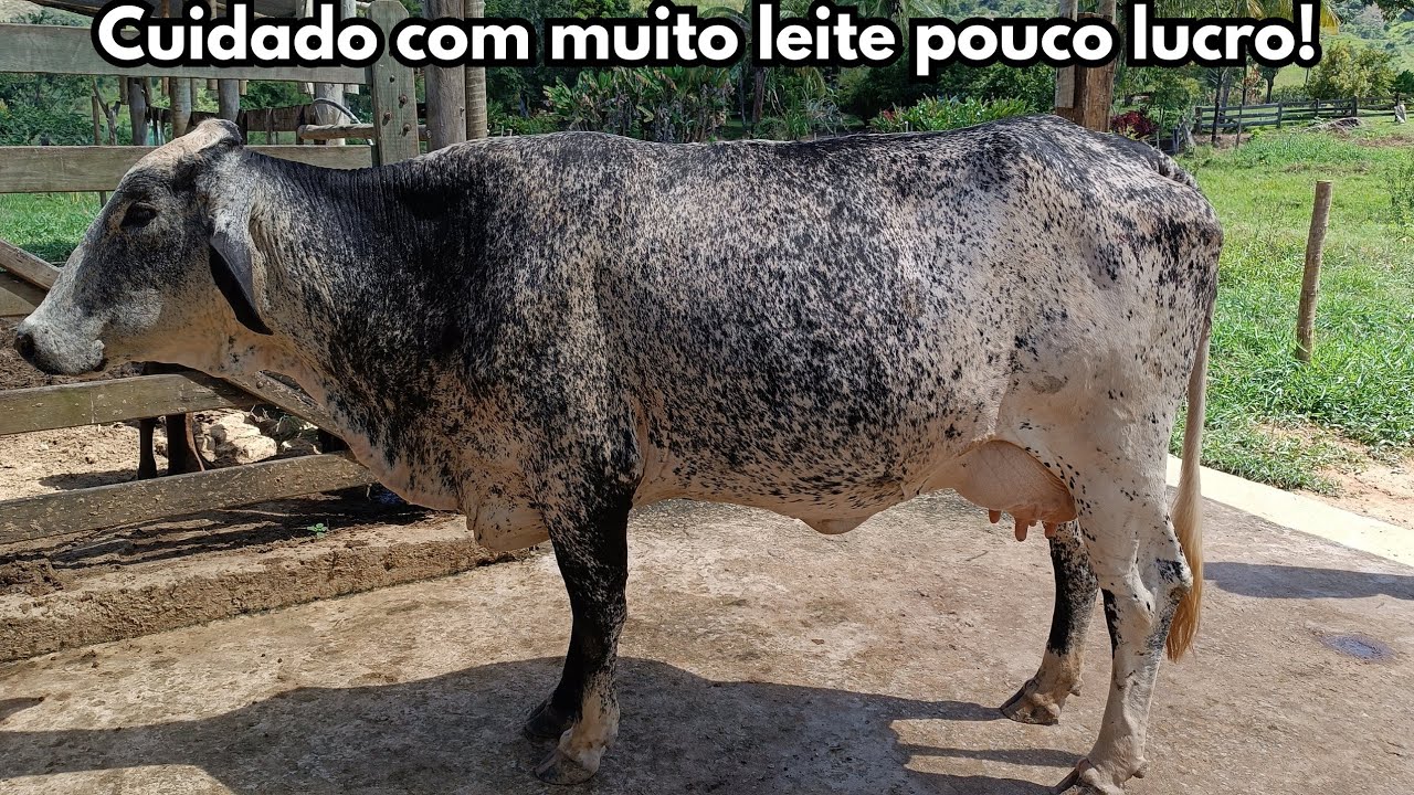 N&atilde;o se iluda com vacas de 30 litros de leite!