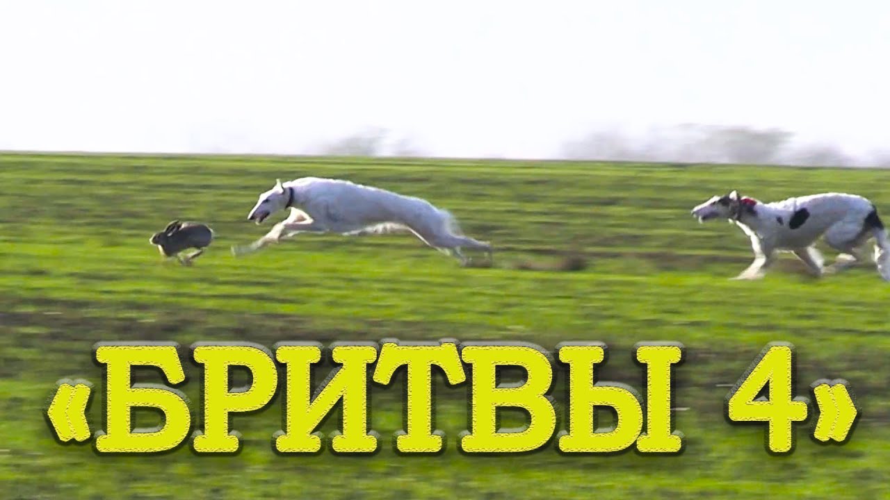 Бритвы ч4  Состязания памяти В В  Дороничева 15 11 2020г